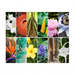 Color builders Aurifil 2022 - Flora Bom